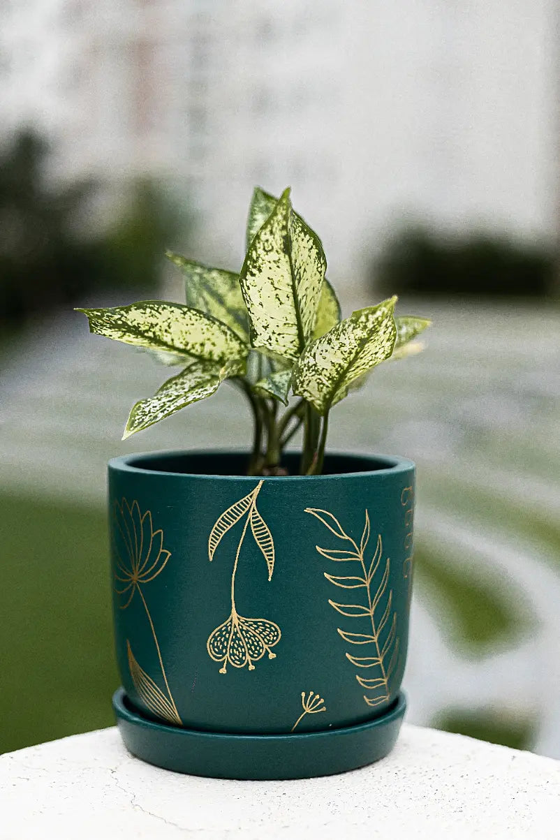 Golden Feather Planter