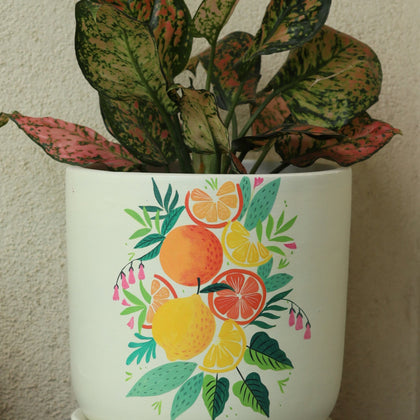 Citrus Planter Handmade Terracotta Planters Craft Delights India