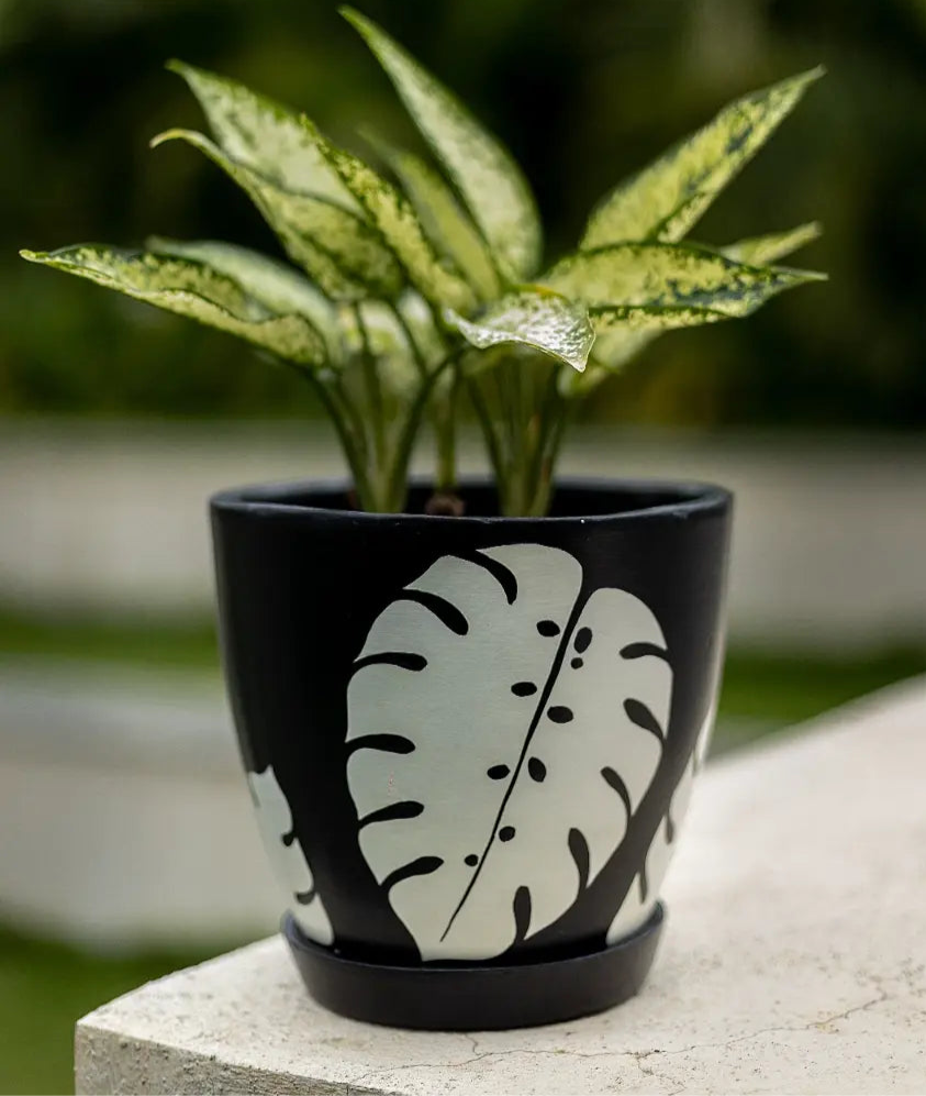 Monstera Black Planter Handmade Terracotta Planters Craft Delights India