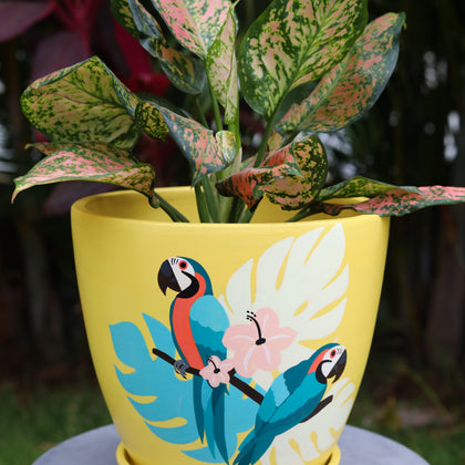 Tropical Parrot Planter Handmade Terracotta Planters Craft Delights India